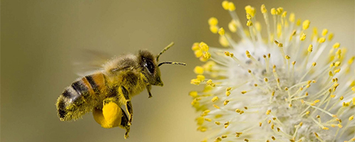 Honey-Bee-Flowers