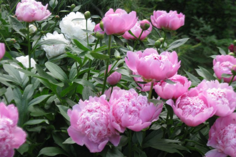 Fall Care For Peonies