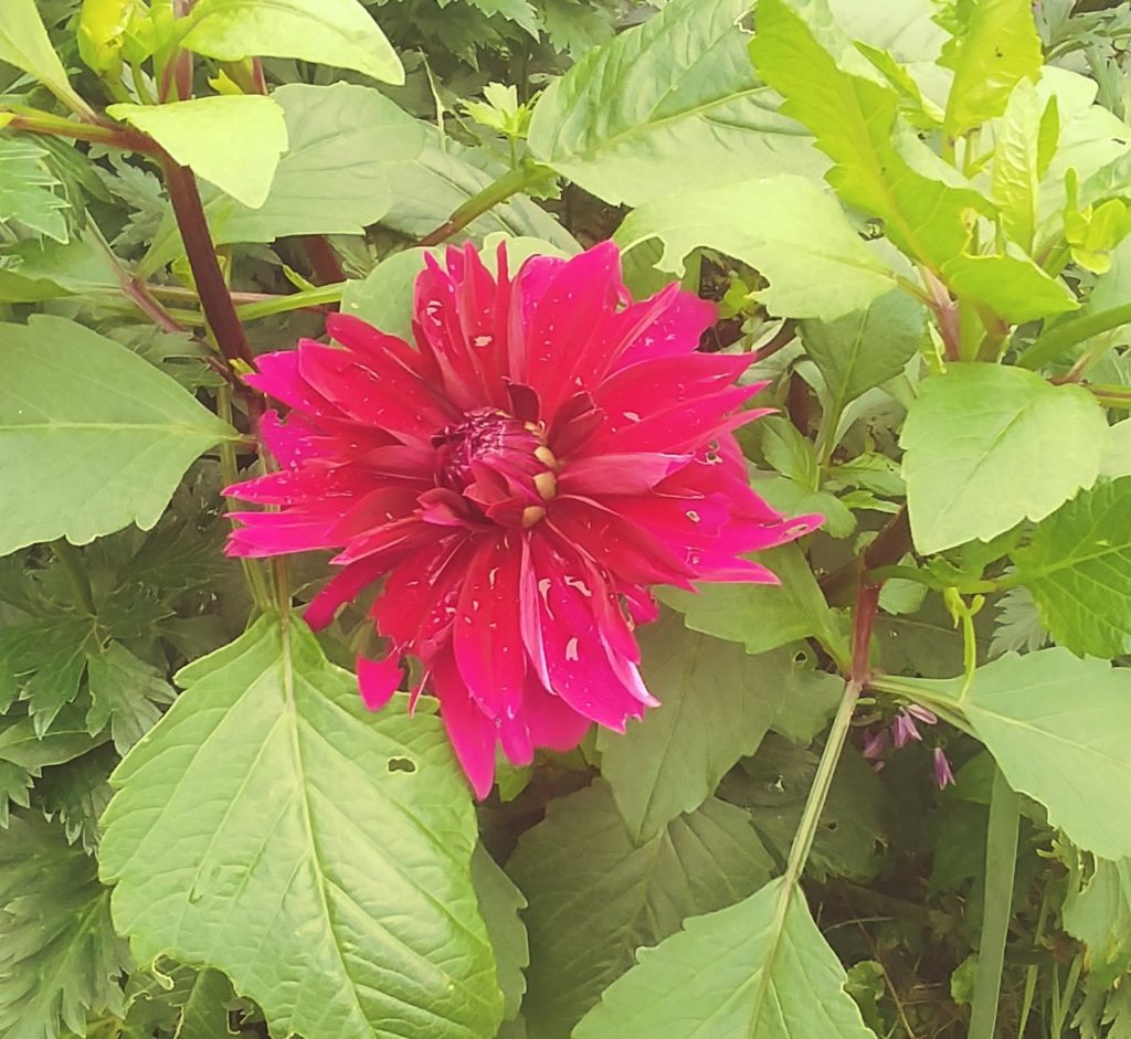 Dahlias Queen of the Garden